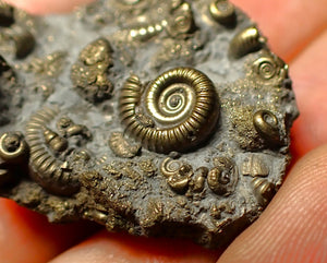 Full pyrite multi-ammonite fossil (35 mm)