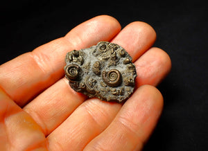 Full pyrite multi-ammonite fossil (35 mm)