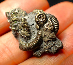 Full pyrite multi-ammonite fossil (32 mm)