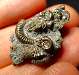 Full pyrite multi-ammonite fossil (32 mm)