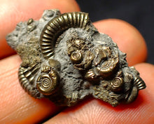 Load image into Gallery viewer, Full pyrite multi-ammonite fossil (32 mm)
