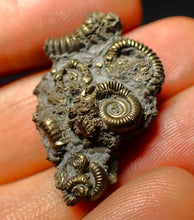 Load image into Gallery viewer, Full pyrite multi-ammonite fossil (32 mm)
