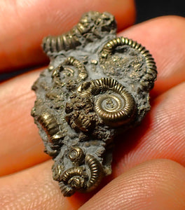 Full pyrite multi-ammonite fossil (32 mm)