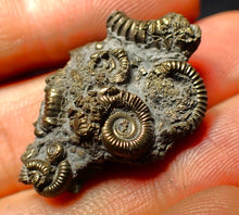 Load image into Gallery viewer, Full pyrite multi-ammonite fossil (32 mm)
