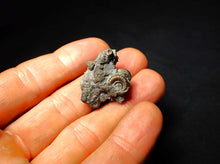 Load image into Gallery viewer, Full pyrite multi-ammonite fossil (27 mm)
