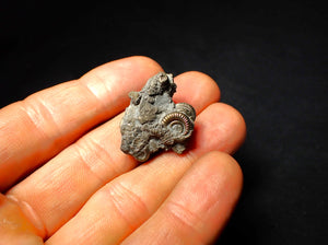 Full pyrite multi-ammonite fossil (27 mm)