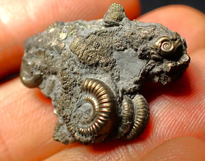 Full pyrite multi-ammonite fossil (27 mm)