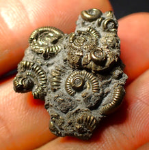 Load image into Gallery viewer, Full pyrite multi-ammonite fossil (27 mm)
