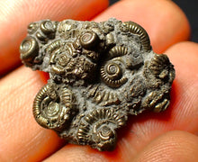 Load image into Gallery viewer, Full pyrite multi-ammonite fossil (27 mm)
