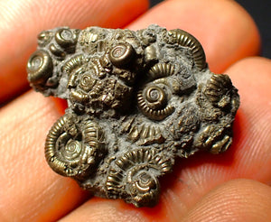 Full pyrite multi-ammonite fossil (27 mm)