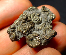 Load image into Gallery viewer, Full pyrite multi-ammonite fossil (27 mm)
