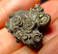 Load image into Gallery viewer, Full pyrite multi-ammonite fossil (27 mm)
