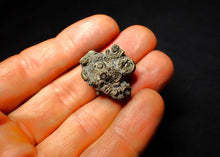 Load image into Gallery viewer, Full pyrite multi-ammonite fossil (27 mm)
