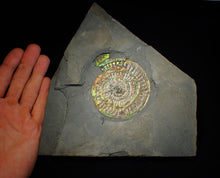 Load image into Gallery viewer, Big complete iridescent Caloceras display ammonite fossil (80mm)
