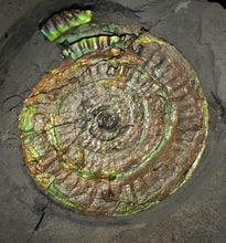 Load image into Gallery viewer, Big complete iridescent Caloceras display ammonite fossil (80mm)
