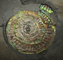 Load image into Gallery viewer, Big complete iridescent Caloceras display ammonite fossil (80mm)
