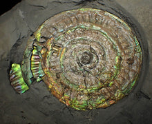 Load image into Gallery viewer, Big complete iridescent Caloceras display ammonite fossil (80mm)
