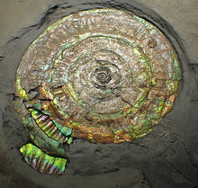 Load image into Gallery viewer, Big complete iridescent Caloceras display ammonite fossil (80mm)
