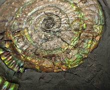 Load image into Gallery viewer, Big complete iridescent Caloceras display ammonite fossil (80mm)
