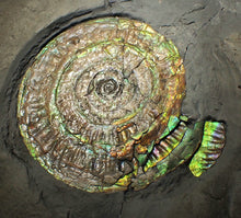 Load image into Gallery viewer, Big complete iridescent Caloceras display ammonite fossil (80mm)
