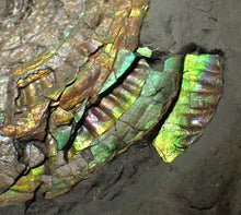 Load image into Gallery viewer, Big complete iridescent Caloceras display ammonite fossil (80mm)
