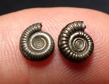 Load image into Gallery viewer, Matched pair of tiny Crucilobiceras ammonite fossils (7 mm)
