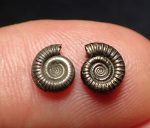 Load image into Gallery viewer, Matched pair of tiny Crucilobiceras ammonite fossils (7 mm)

