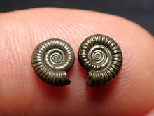 Load image into Gallery viewer, Matched pair of tiny Crucilobiceras ammonite fossils (7 mm)
