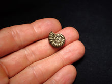 Load image into Gallery viewer, Promicroceras pyritosum ammonite fossil (16 mm)
