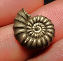 Load image into Gallery viewer, Promicroceras pyritosum ammonite fossil (16 mm)
