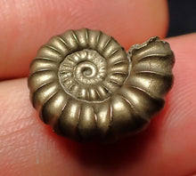 Load image into Gallery viewer, Promicroceras pyritosum ammonite fossil (16 mm)
