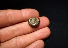 Load image into Gallery viewer, Promicroceras pyritosum ammonite fossil (16 mm)
