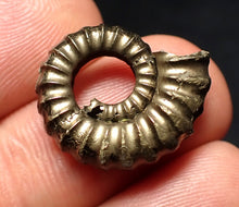 Load image into Gallery viewer, Promicroceras pyritosum ammonite fossil (20 mm)
