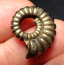 Load image into Gallery viewer, Promicroceras pyritosum ammonite fossil (20 mm)
