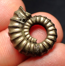 Load image into Gallery viewer, Promicroceras pyritosum ammonite fossil (20 mm)
