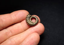 Load image into Gallery viewer, Promicroceras pyritosum ammonite fossil (20 mm)
