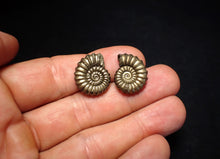 Load image into Gallery viewer, Matched pair of Promicroceras pyritosum ammonite fossils (19 mm)
