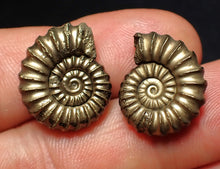 Load image into Gallery viewer, Matched pair of Promicroceras pyritosum ammonite fossils (19 mm)
