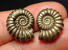 Load image into Gallery viewer, Matched pair of Promicroceras pyritosum ammonite fossils (19 mm)
