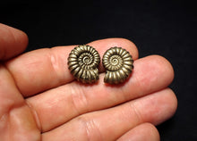 Load image into Gallery viewer, Matched pair of Promicroceras pyritosum ammonite fossils (19 mm)

