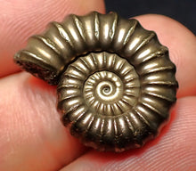 Load image into Gallery viewer, Large perfect Promicroceras pyritosum ammonite fossil (23 mm)
