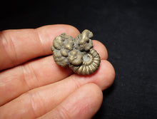 Load image into Gallery viewer, Unusual Promicroceras pyritosum ammonite fossil in matrix (30 mm)
