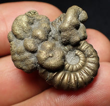 Load image into Gallery viewer, Unusual Promicroceras pyritosum ammonite fossil in matrix (30 mm)
