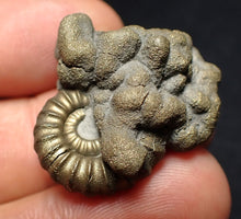 Load image into Gallery viewer, Unusual Promicroceras pyritosum ammonite fossil in matrix (30 mm)
