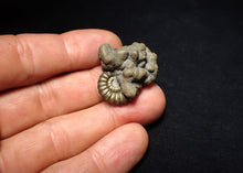 Load image into Gallery viewer, Unusual Promicroceras pyritosum ammonite fossil in matrix (30 mm)
