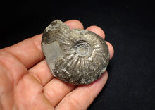 Load image into Gallery viewer, Uncommon Gleviceras pyrite ammonite fossil (58 mm)
