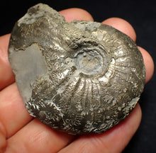 Load image into Gallery viewer, Uncommon Gleviceras pyrite ammonite fossil (58 mm)

