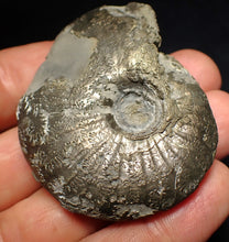 Load image into Gallery viewer, Uncommon Gleviceras pyrite ammonite fossil (58 mm)
