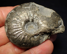 Load image into Gallery viewer, Uncommon Gleviceras pyrite ammonite fossil (58 mm)
