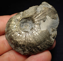 Load image into Gallery viewer, Uncommon Gleviceras pyrite ammonite fossil (58 mm)
